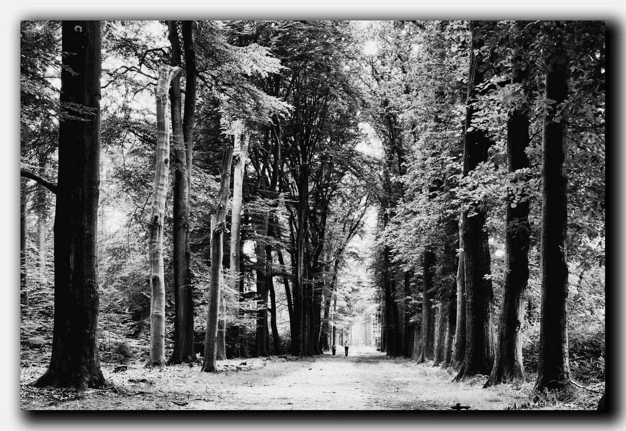 Zwart-wit foto van een landschap in het bos nabij Lochem