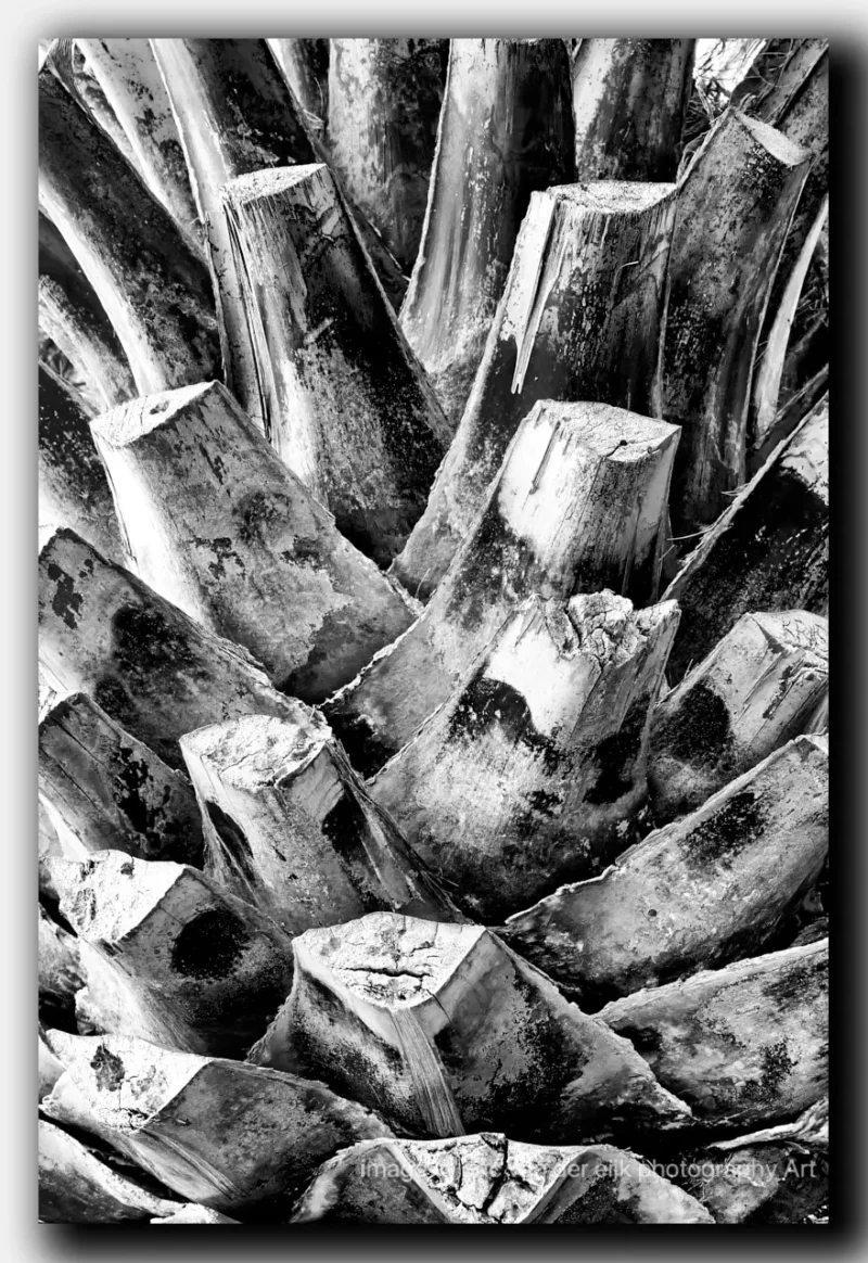 Zwart-wit foto van een palmboom met focus op de stamvoet