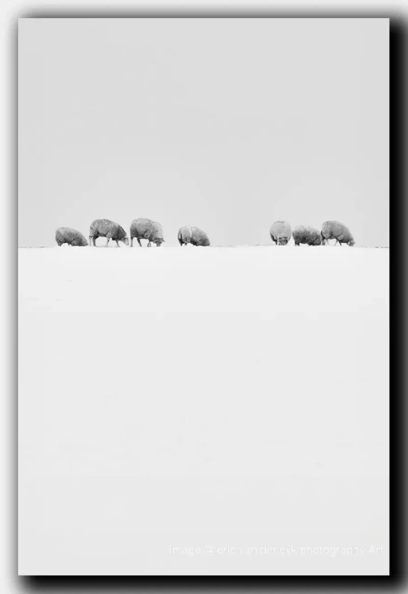 Minimalistische compositie in fotografie schapen in een winterlandschap