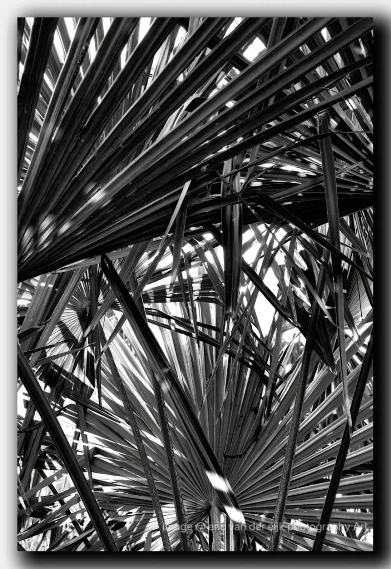 Zwart-wit natuurdetail waarin palmblad en licht samenkomen