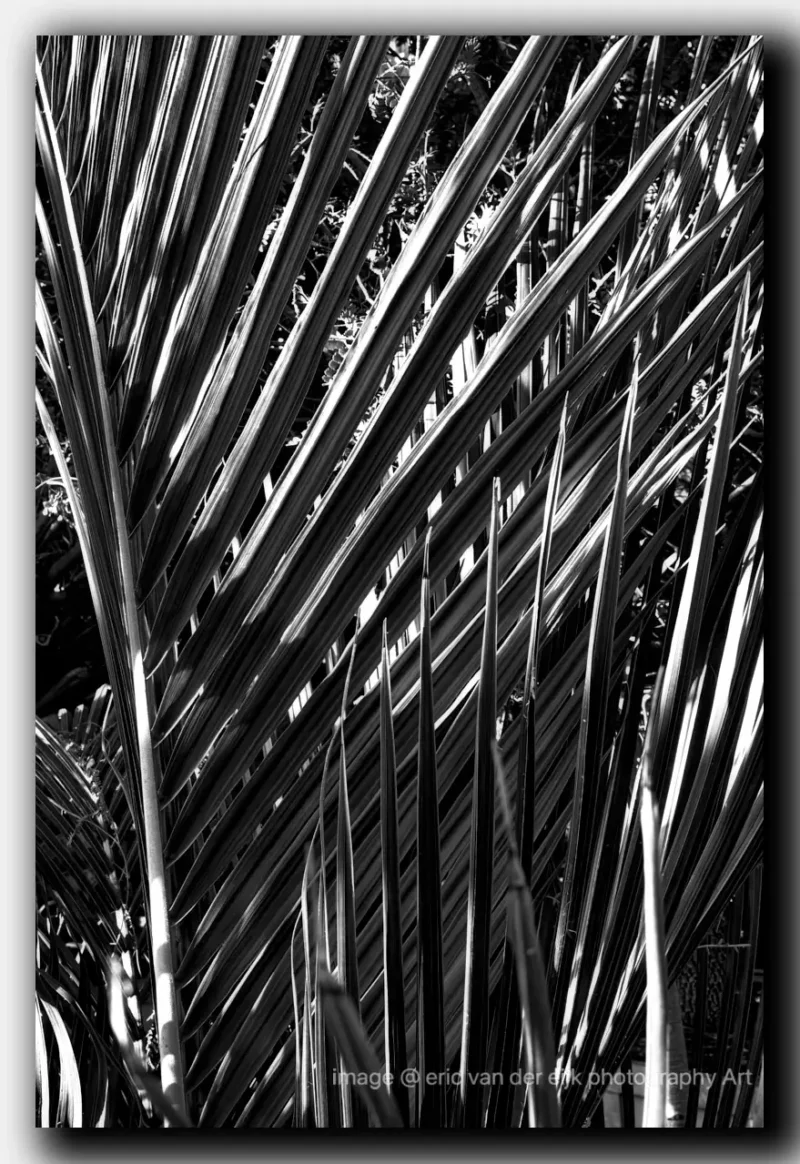 Zwart-wit palmachtige bladeren met spel van licht en schaduw